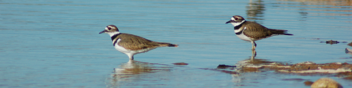 Two birds wading in shallow water.