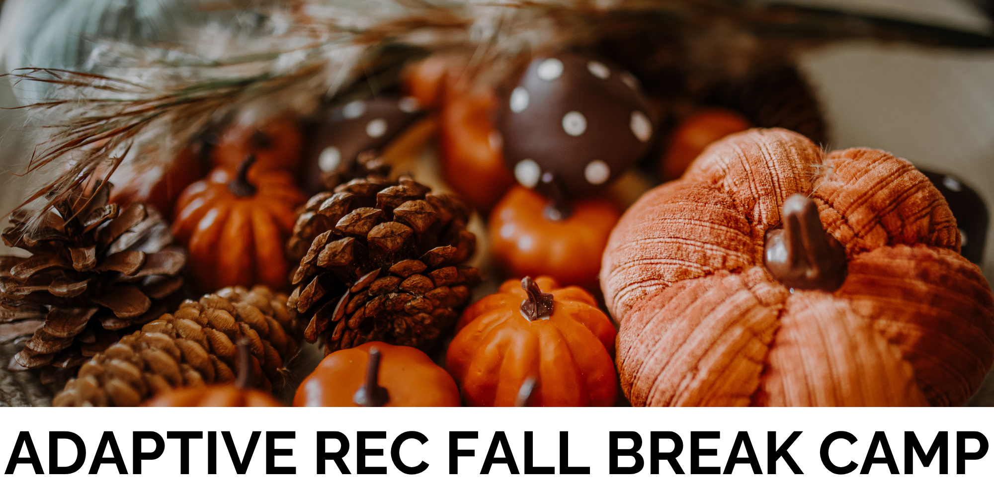 A decorative arrangement featuring pumpkins, pinecones, and a cozy fall vibe, promoting an adaptive recreation fall break camp.