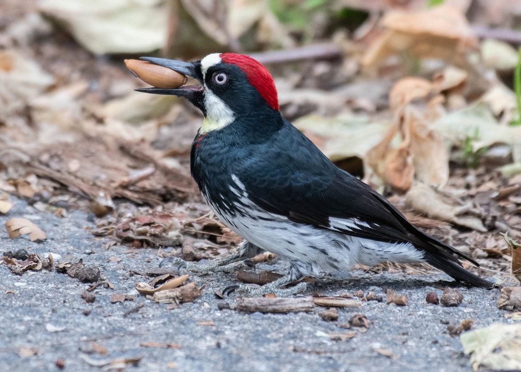 A colorful bird with a red cap holds an acorn in its beak, surrounded by fallen leaves on the ground.