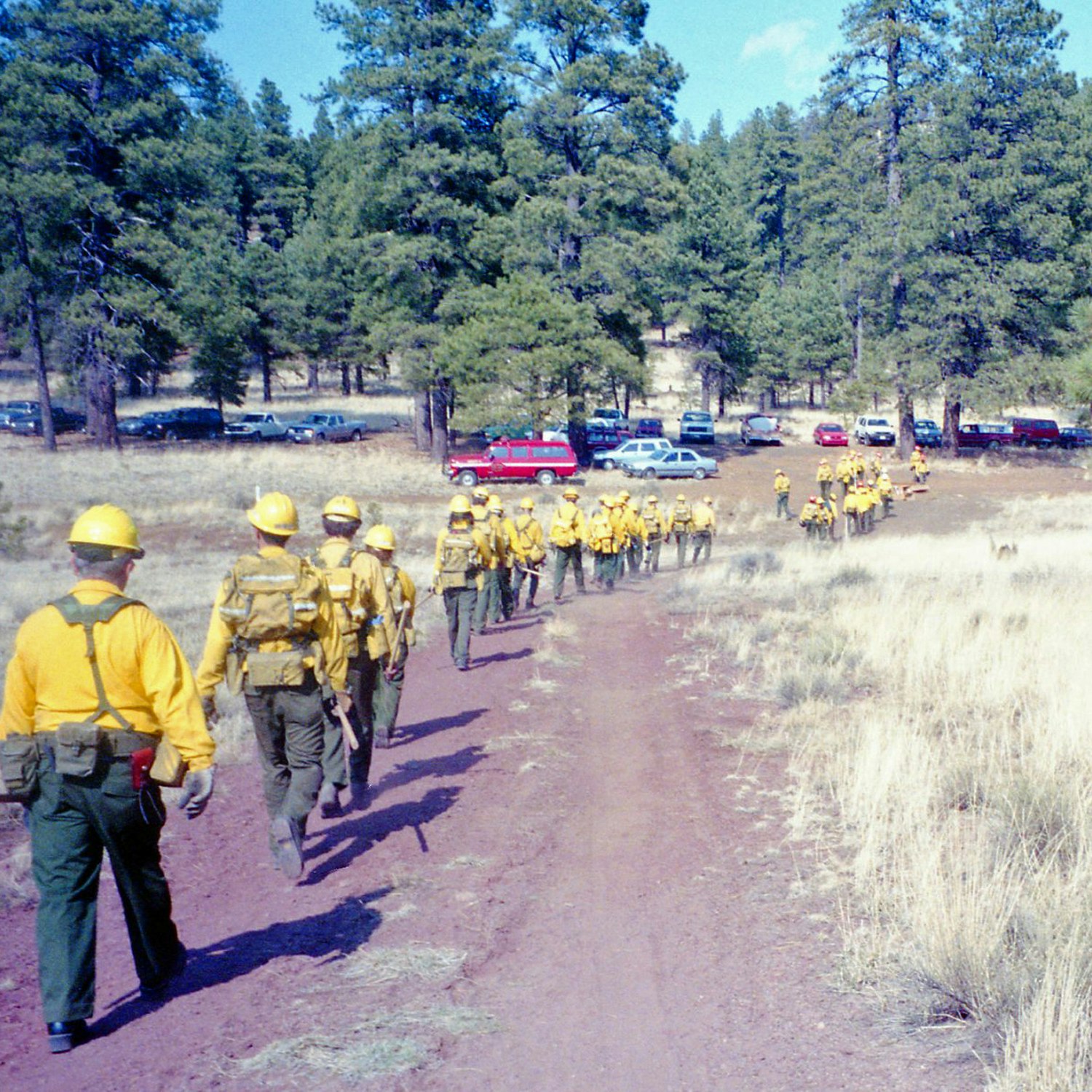 Firefighters in yellow gear walking in a line in a forested area with vehicles in the background.