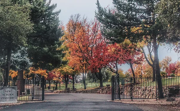 May contain: plant, tree, outdoors, and gate
