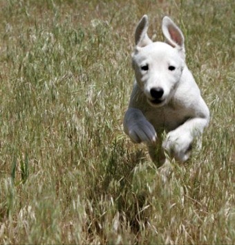 May contain: animal, canine, dog, mammal, pet, white dog, grass, plant, puppy, and husky