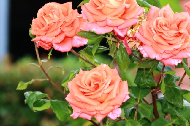 May contain: flower, plant, rose, petal, and flower arrangement