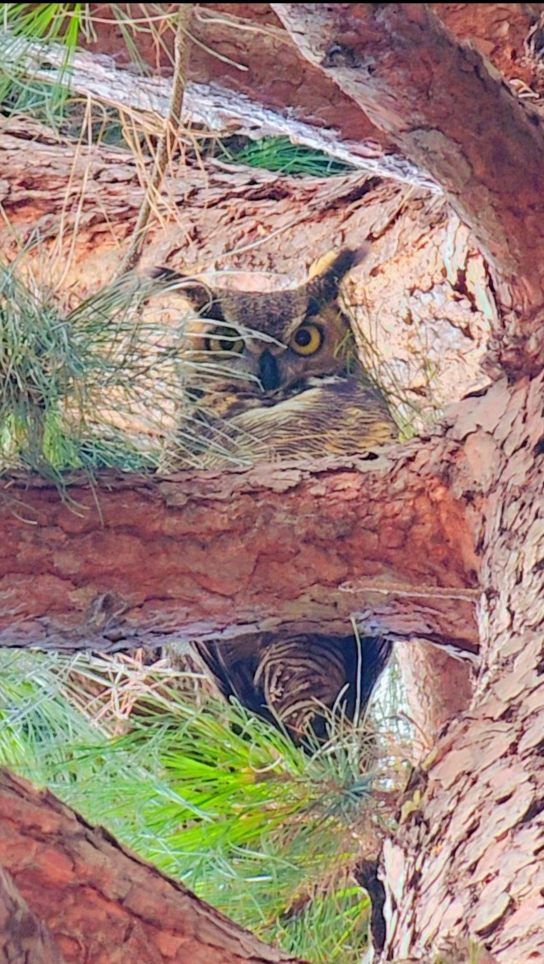 An owl is perched between tree branches, surrounded by green pine needles.