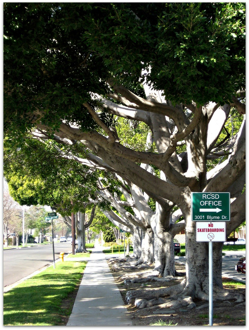 May contain: plant, tree, tree trunk, path, sidewalk, car, transportation, vehicle, fire hydrant, hydrant, and city