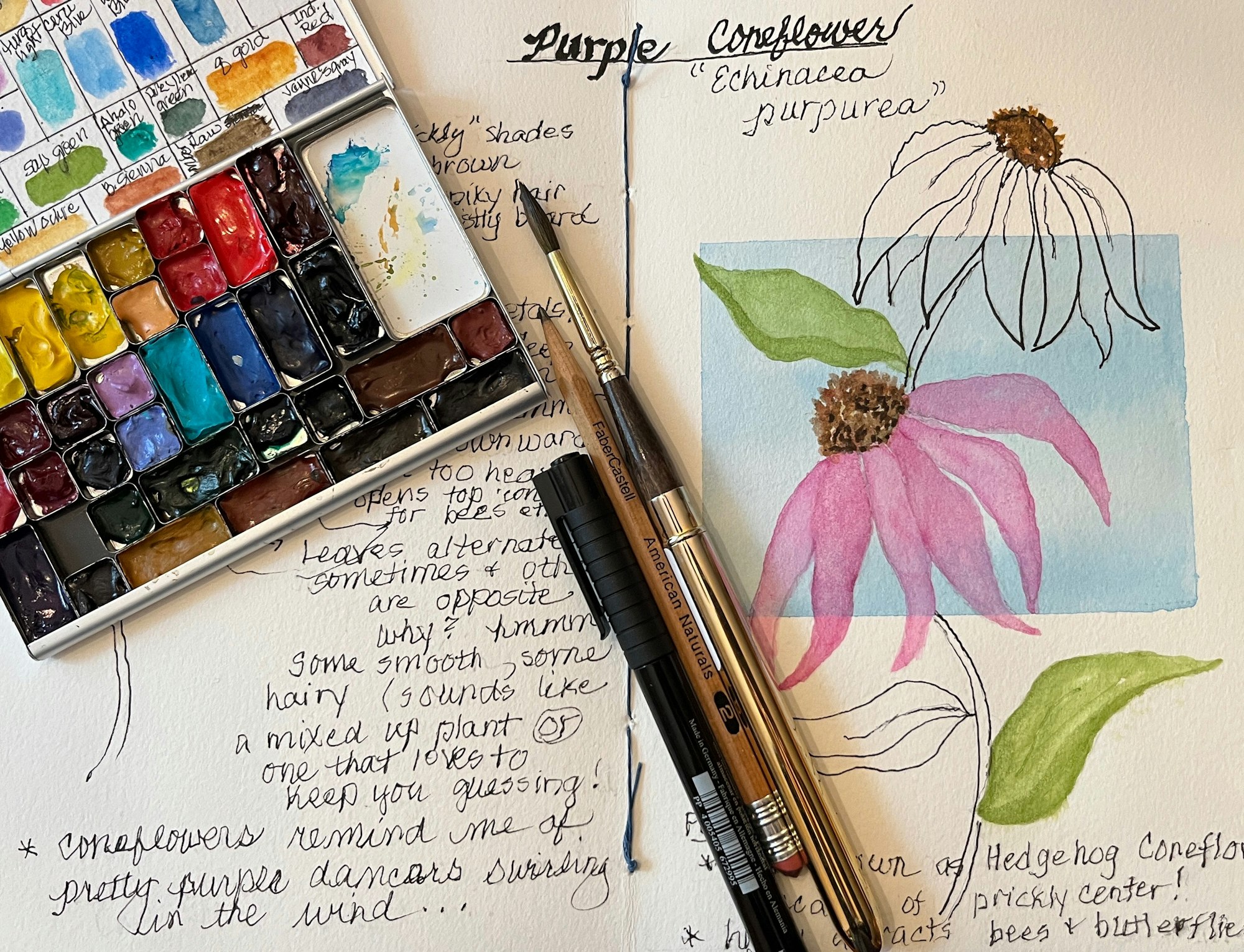 Watercolor palette, paintbrushes, and a sketch of a purple coneflower with handwritten notes.