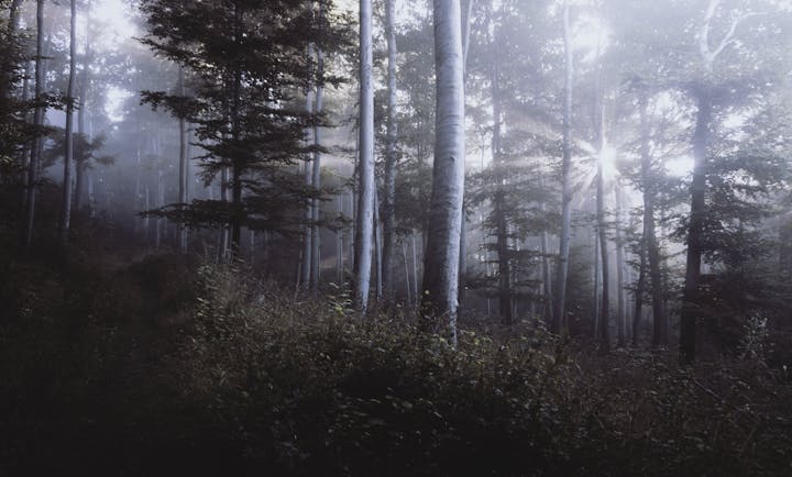 A misty forest scene with tall trees and sunlight streaming through the canopy.
