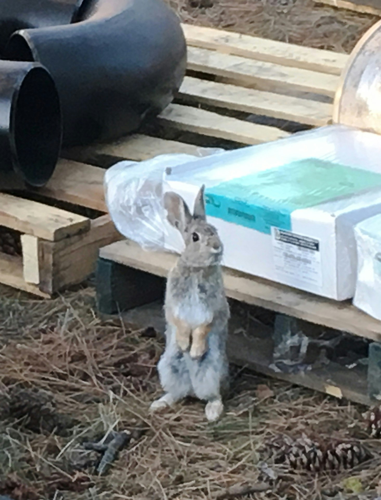 May contain: rodent, animal, mammal, and hare