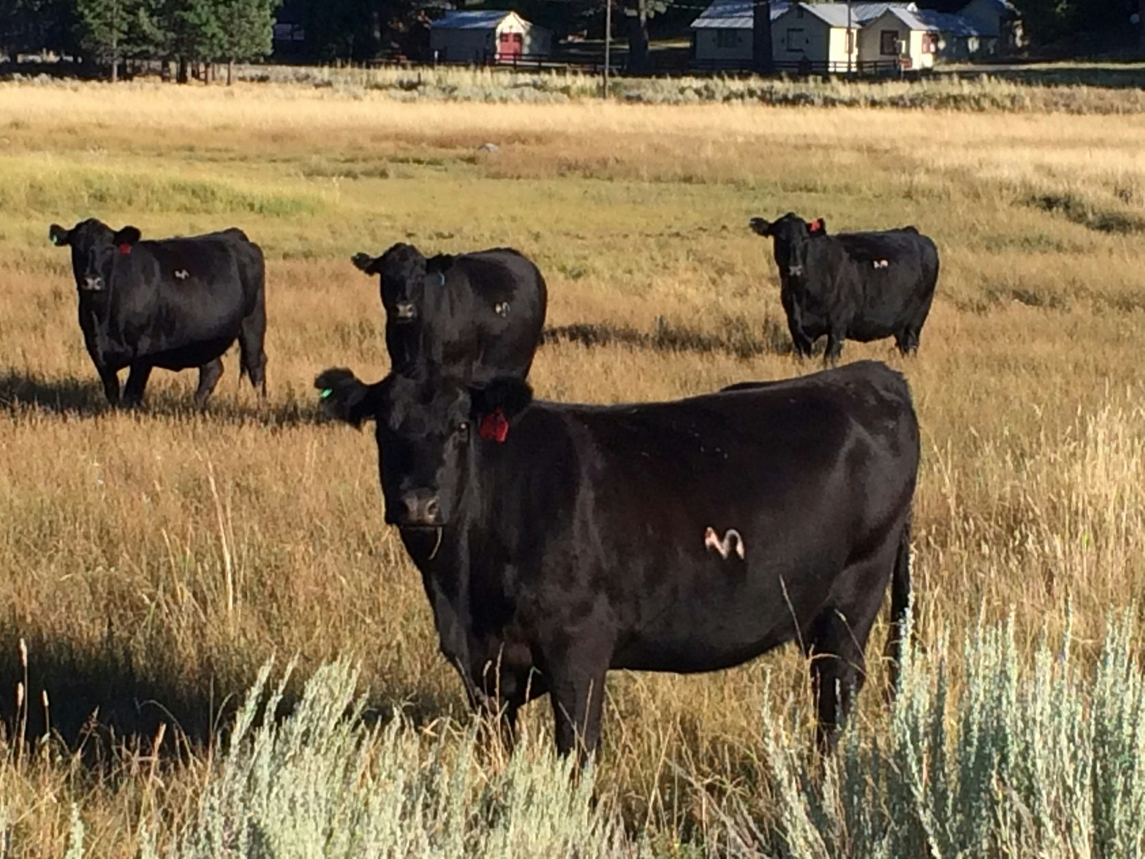 May contain: cow, mammal, cattle, animal, nature, outdoors, field, grassland, countryside, bull, rural, farm, angus, and meadow