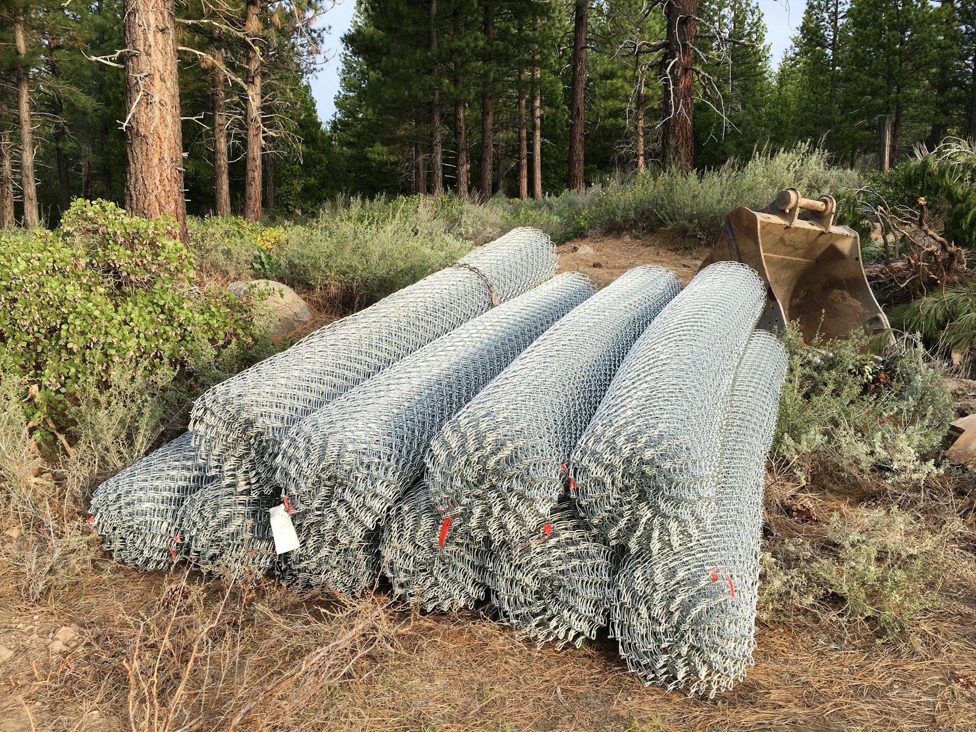 May contain: tree, plant, ground, nature, outdoors, abies, and fir
