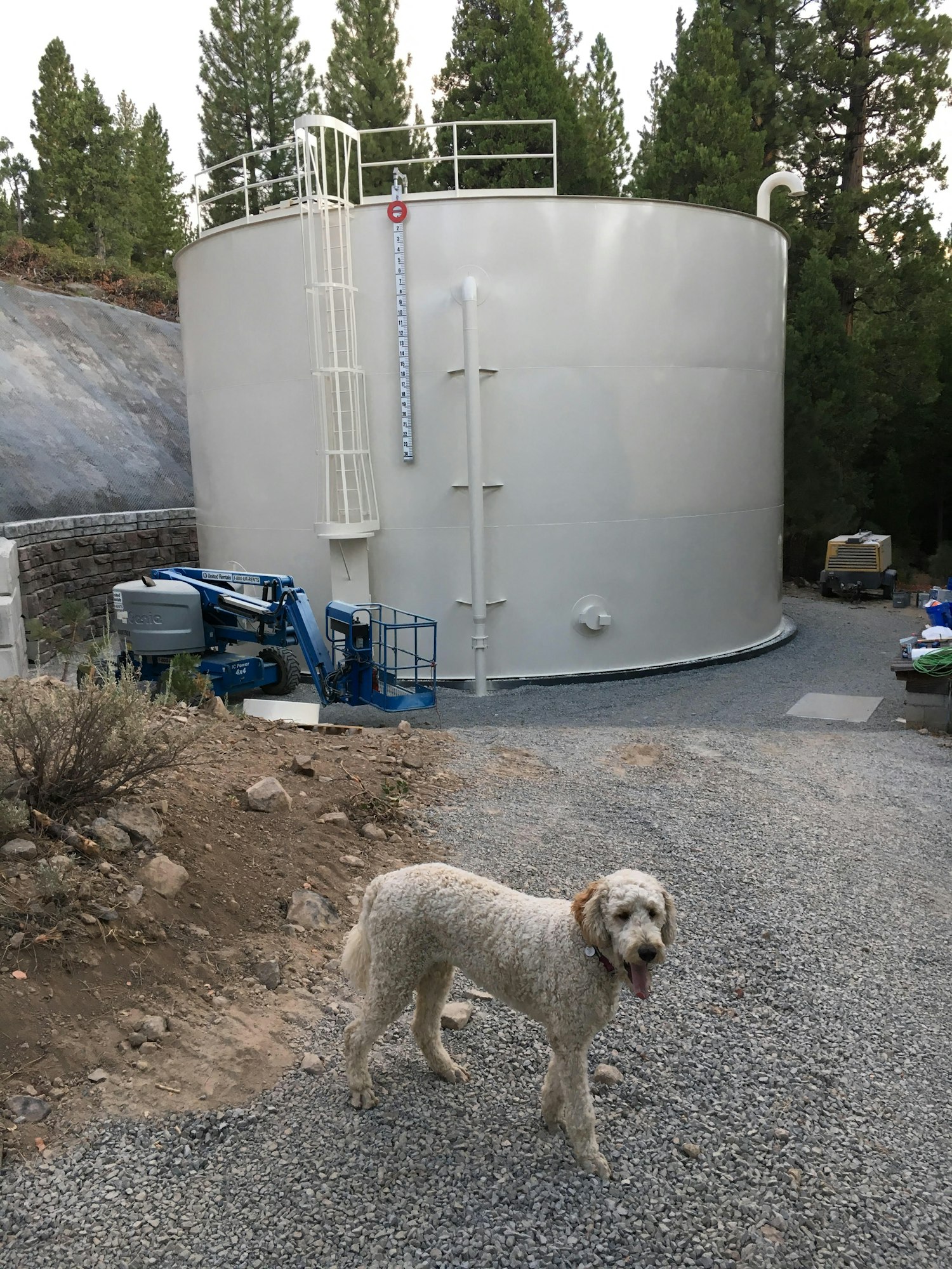 Wilson the Dog at the new Tank