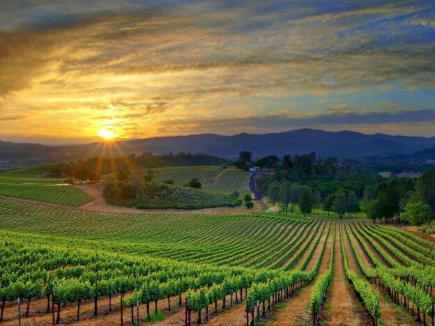 May contain: nature, outdoors, farm, countryside, rural, and vineyard
