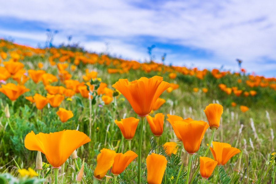 May contain: field, grassland, nature, outdoors, countryside, meadow, rural, flower, plant, petal, and poppy