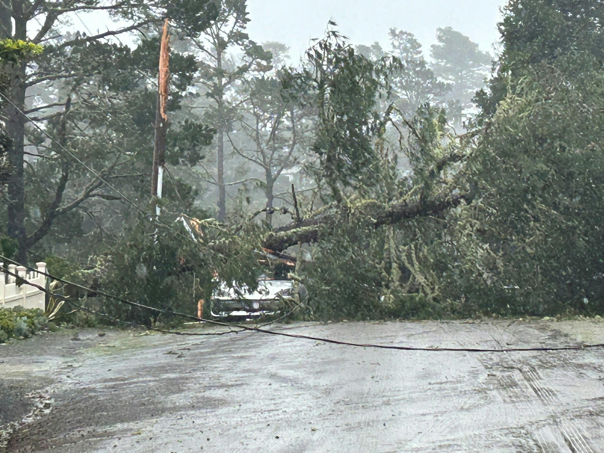 A fallen tree is blocking a road with downed power lines during a rainstorm.