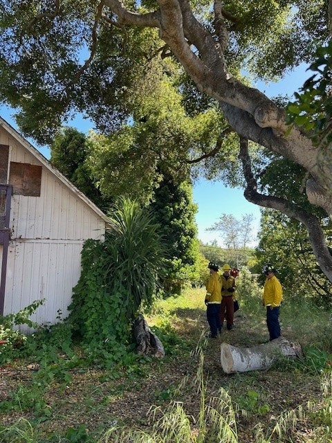 Three firefighters under a tree beside a shed in nature.