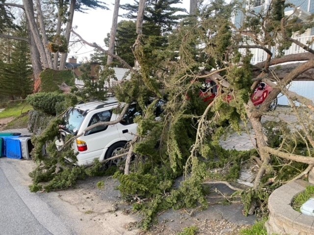 May contain: plant, tree, car, transportation, and vehicle