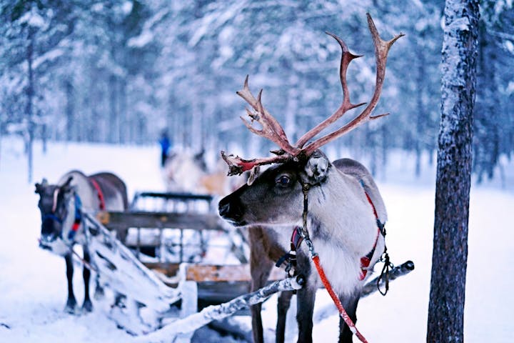 Reindeer with a sled in a snowy forest.