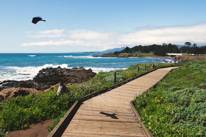 A seaside view with a wooden path, rocky shore, and a bird flying overhead.