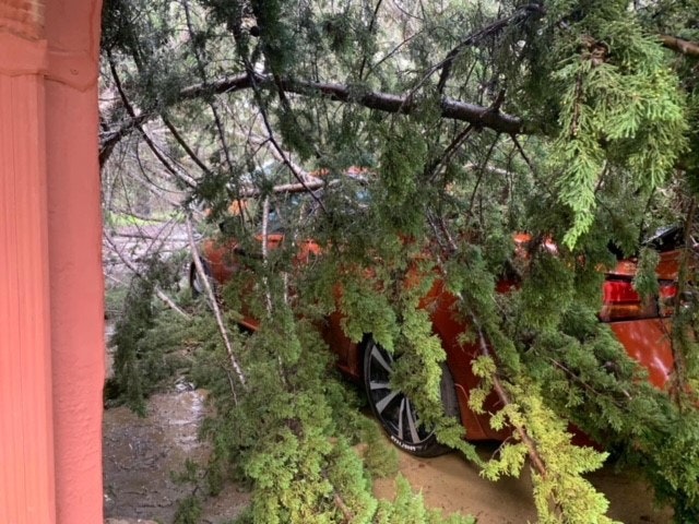 May contain: tree, plant, conifer, wheel, machine, and vegetation