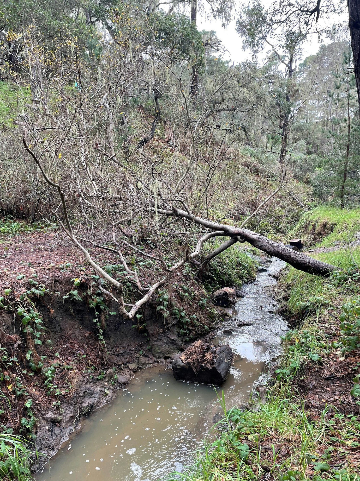 A fallen tree over a small stream in a wooded area.
