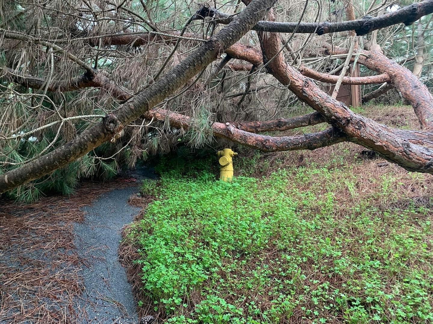 May contain: coat, clothing, vegetation, plant, tree, woodland, outdoors, nature, and land