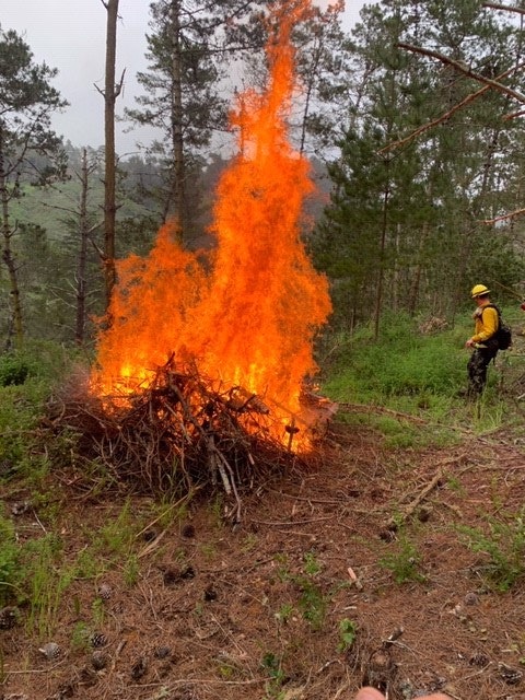 May contain: vegetation, plant, flame, bonfire, fire, and tree