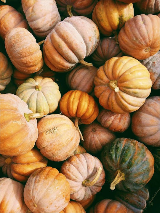 May contain: plant, pumpkin, vegetable, food, squash, and produce