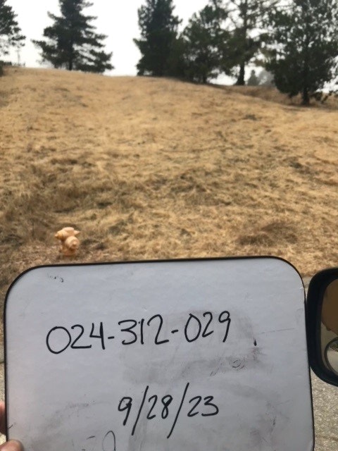 May contain: plant, vegetation, tree, and grass