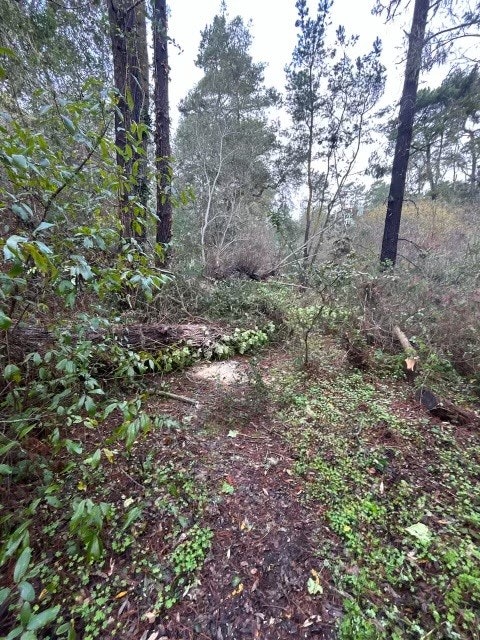 A woodland area with various trees, shrubs, and a path leading through.