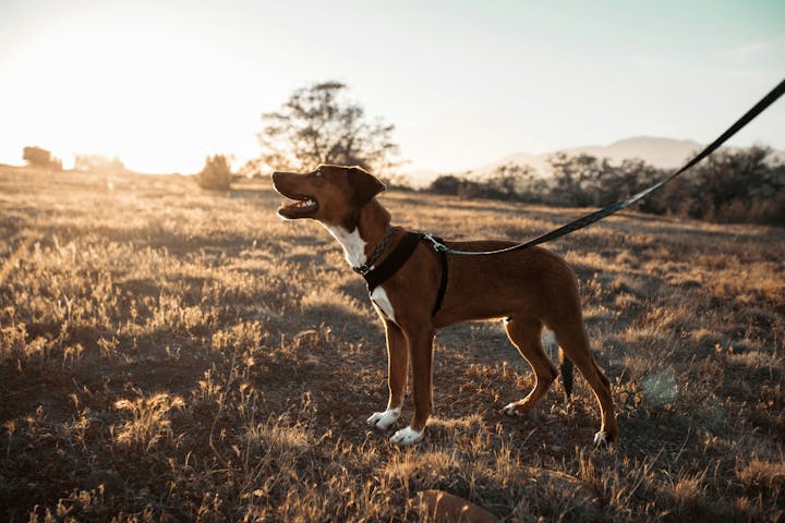 A dog on a leash stands in a sunlit field, looking content.
