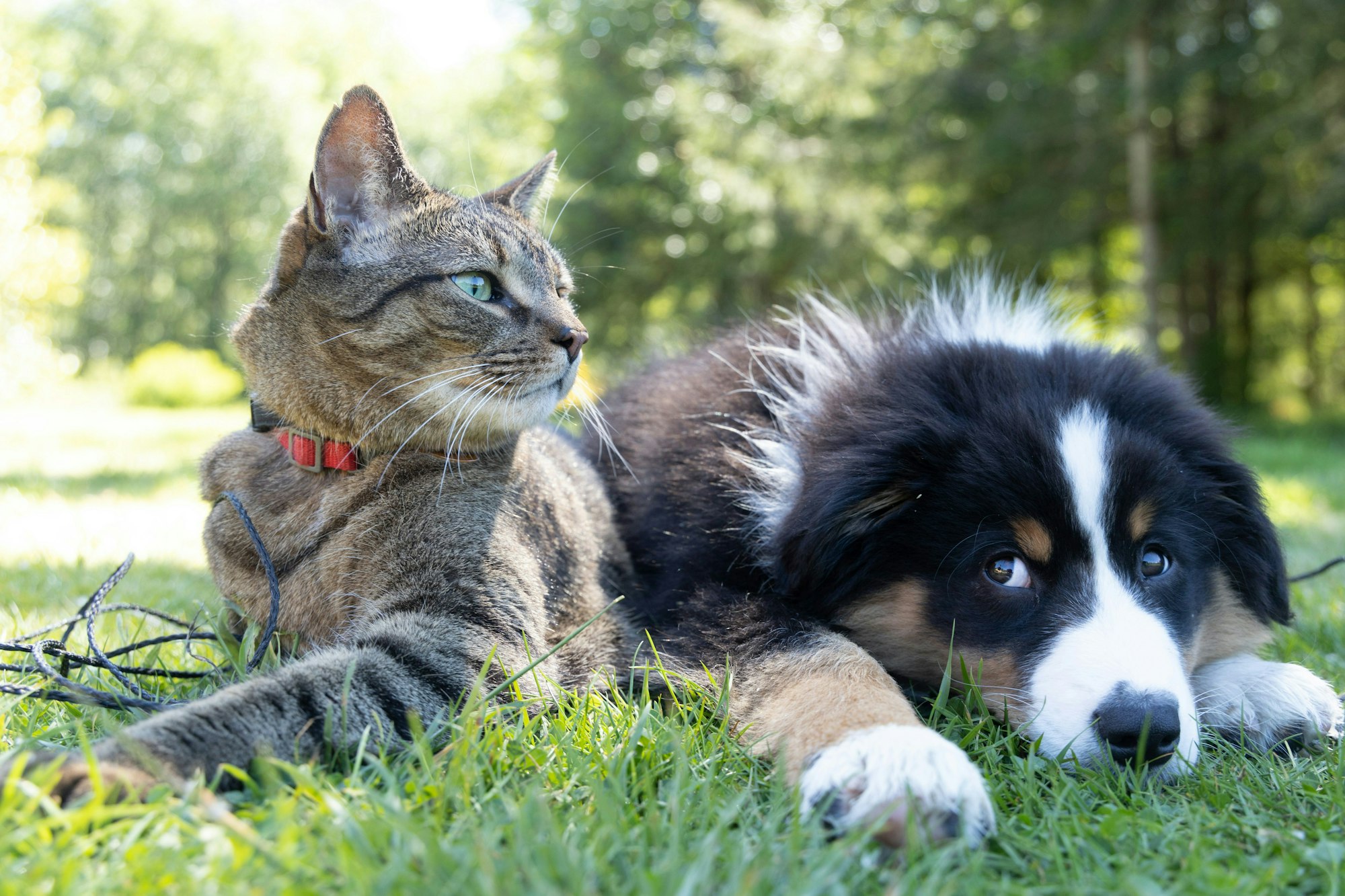 A cat and a puppy lying on grass, with the cat looking left and the puppy resting its head.