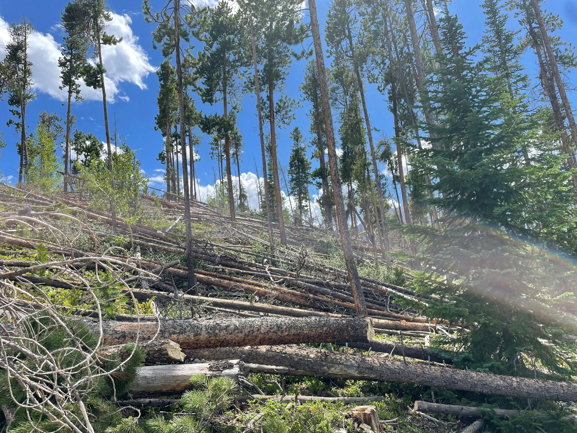 Tall trees and fallen logs on a sunny slope, with a blue sky and clouds above.