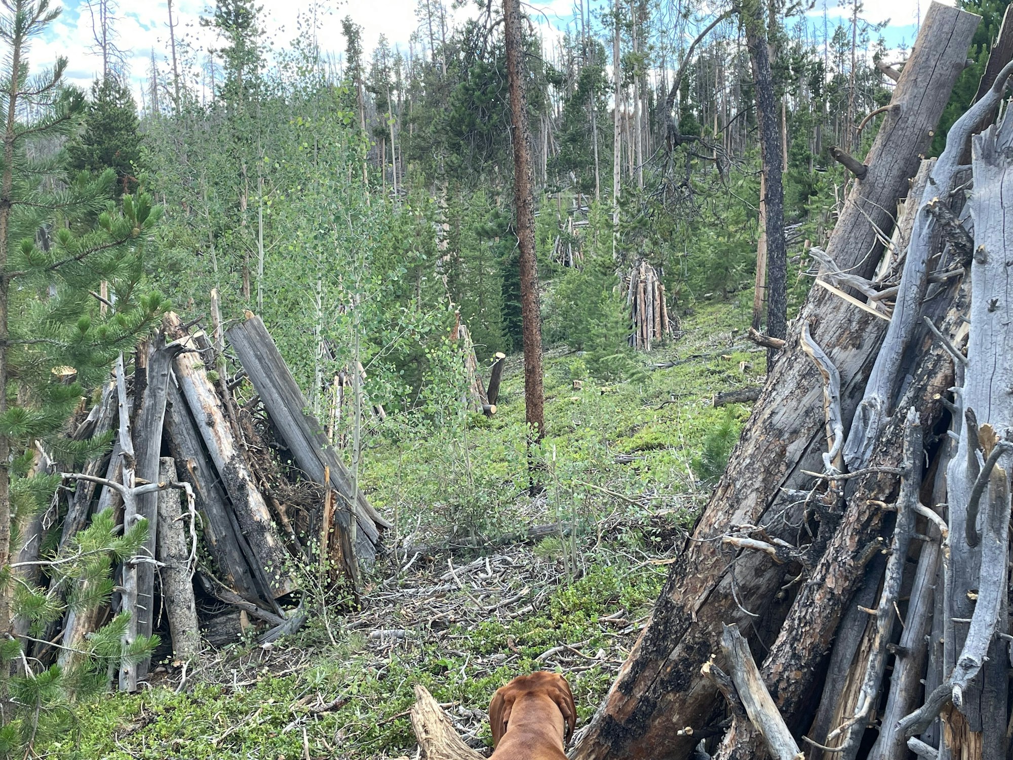 A forest with stacked logs and a dog on the ground looking into the distance.