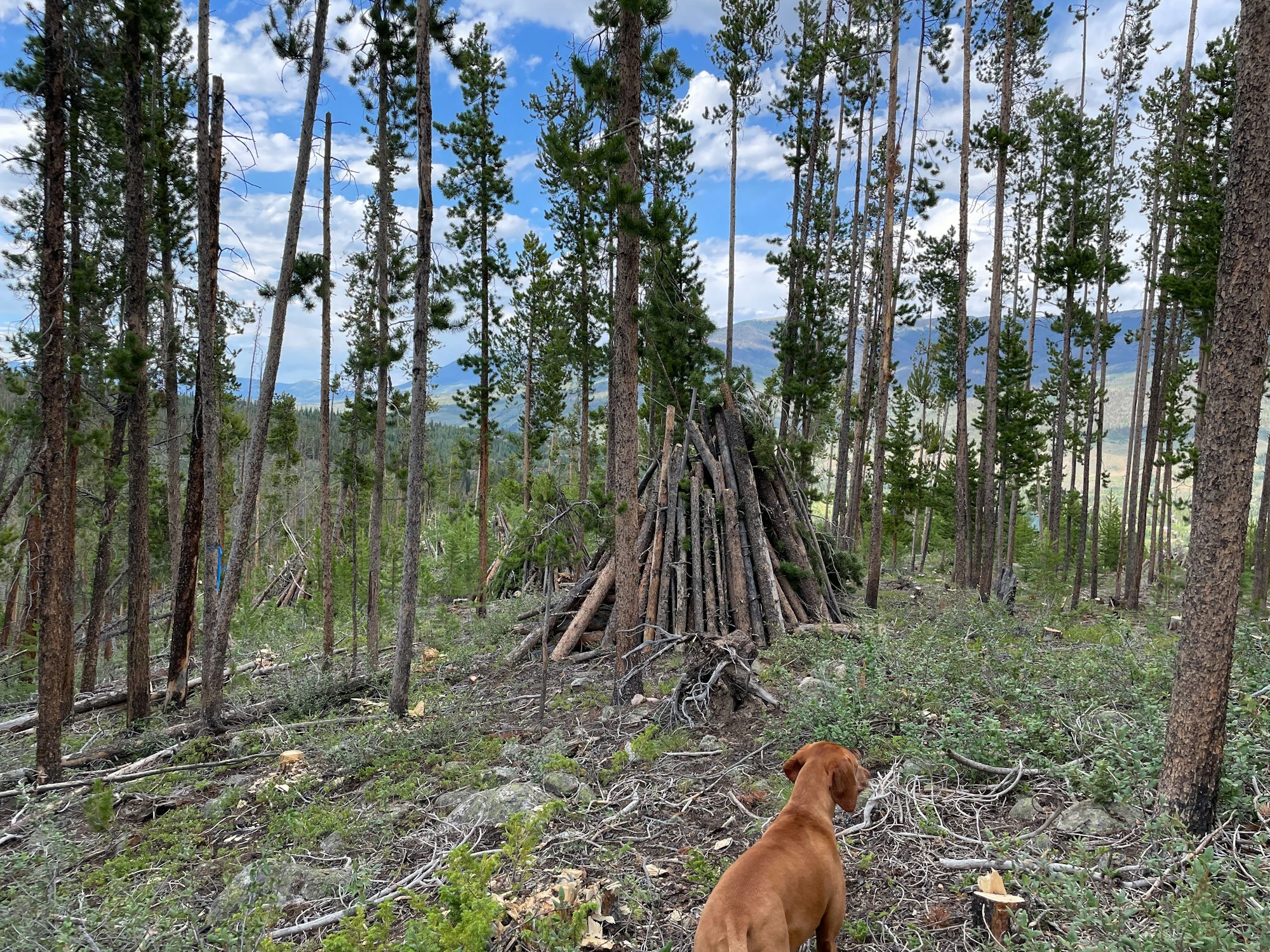 A dog stands in a forested area, observing a teepee-shaped structure made of sticks.