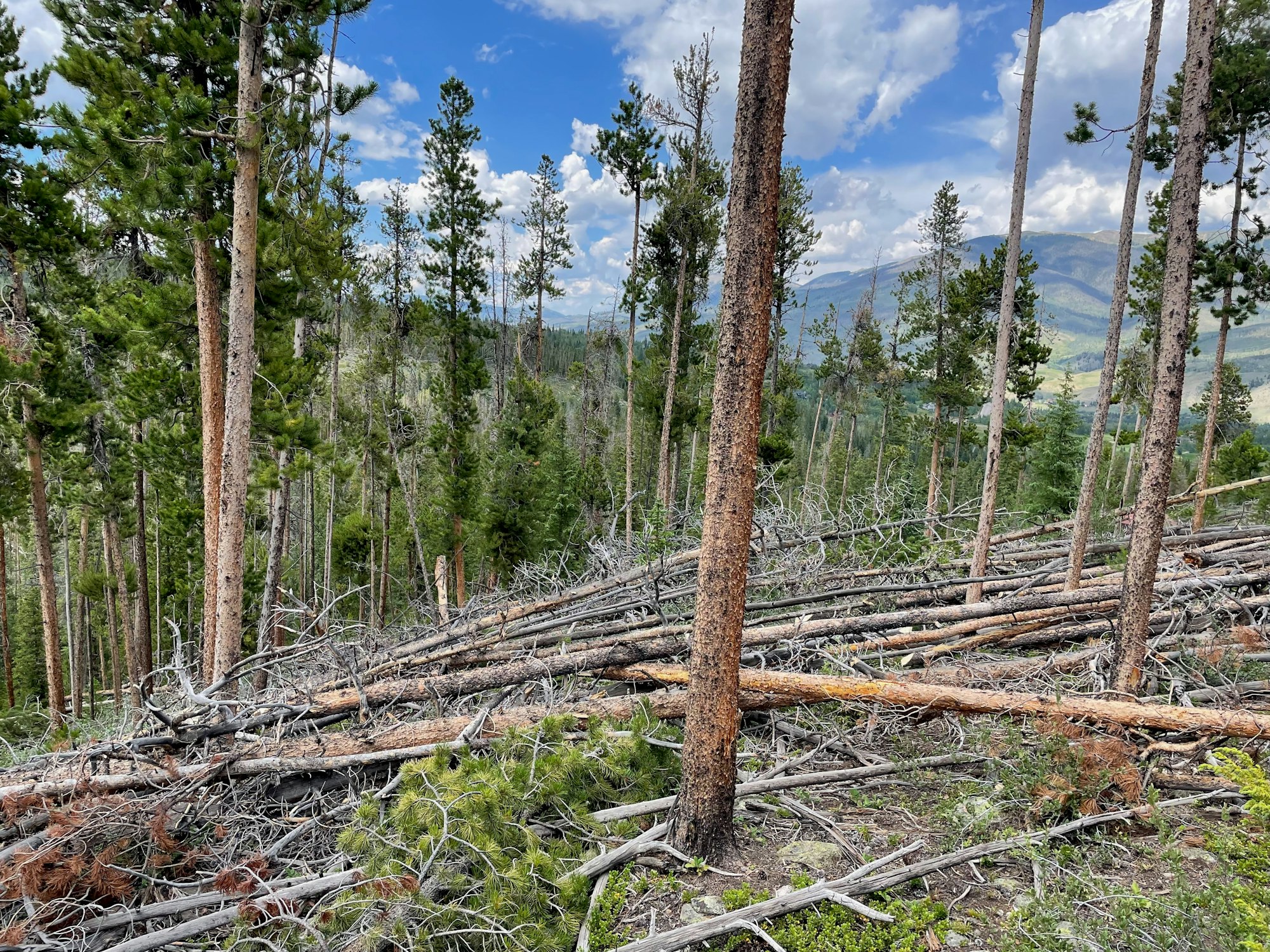 A forest with many tall trees and numerous fallen logs on the ground, under a blue sky with clouds.