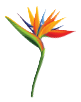 A colorful Bird of Paradise flower with orange, blue, and green petals.