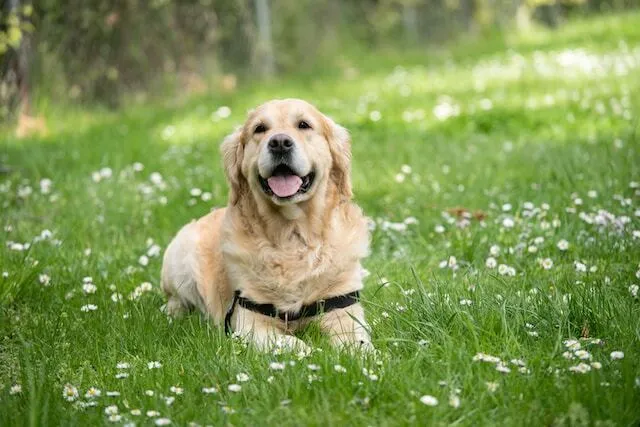 May contain: grass, plant, animal, canine, dog, mammal, and pet