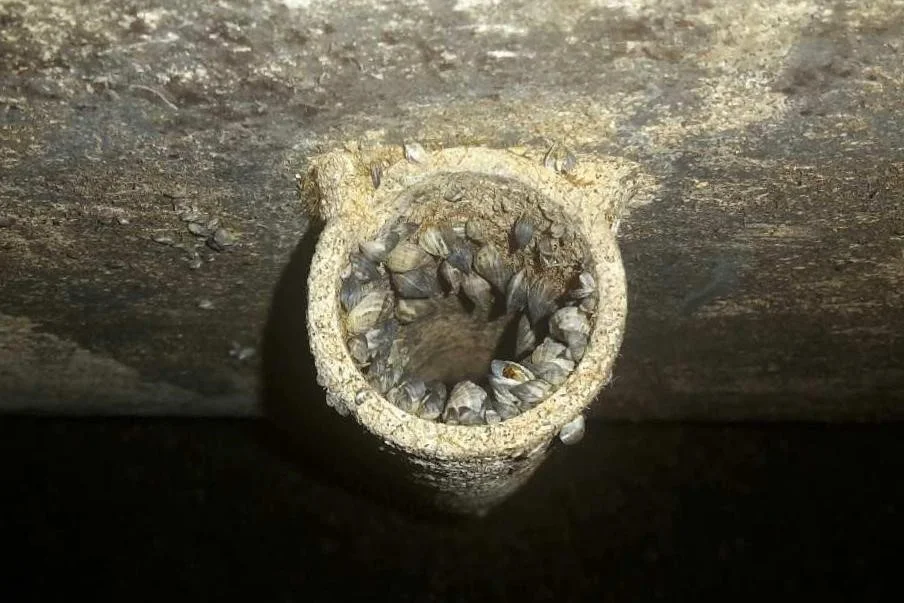 A nest filled with sleeping baby birds.