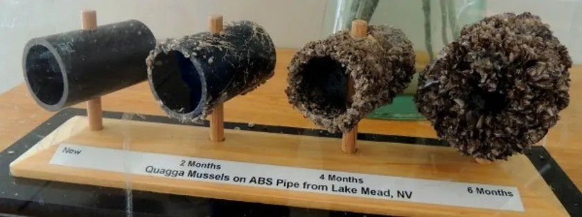 Four pipe segments showing progressive quagga mussel infestation over 6 months from Lake Mead, NV.