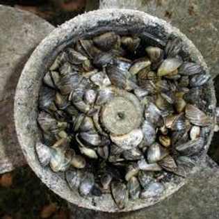 A stone container filled with numerous small shells, viewed from above.