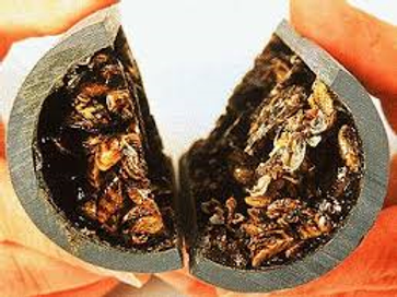A geode-like object sliced open, revealing crystals with bee-like insects encased inside.