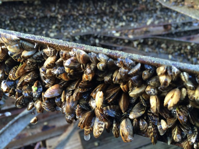 Mussels densely clustered on a submerged surface.