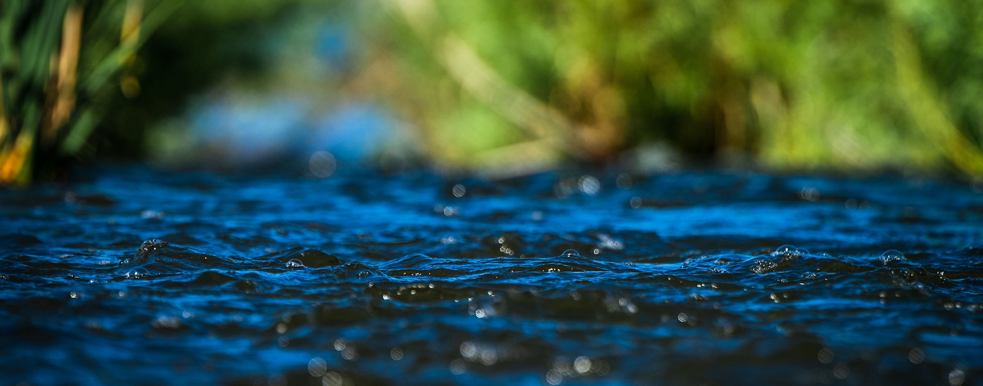 Close-up of rippling water with green plants in the background.