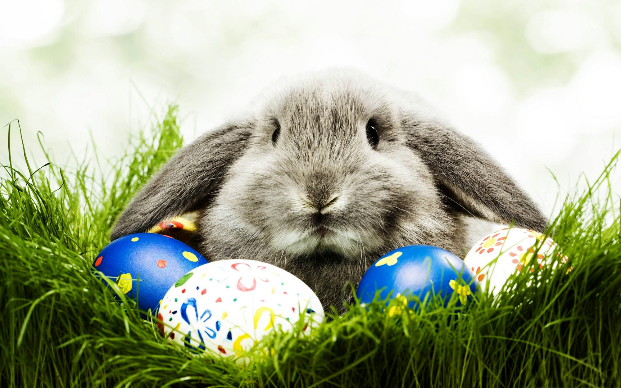 May contain: easter egg, egg, and food