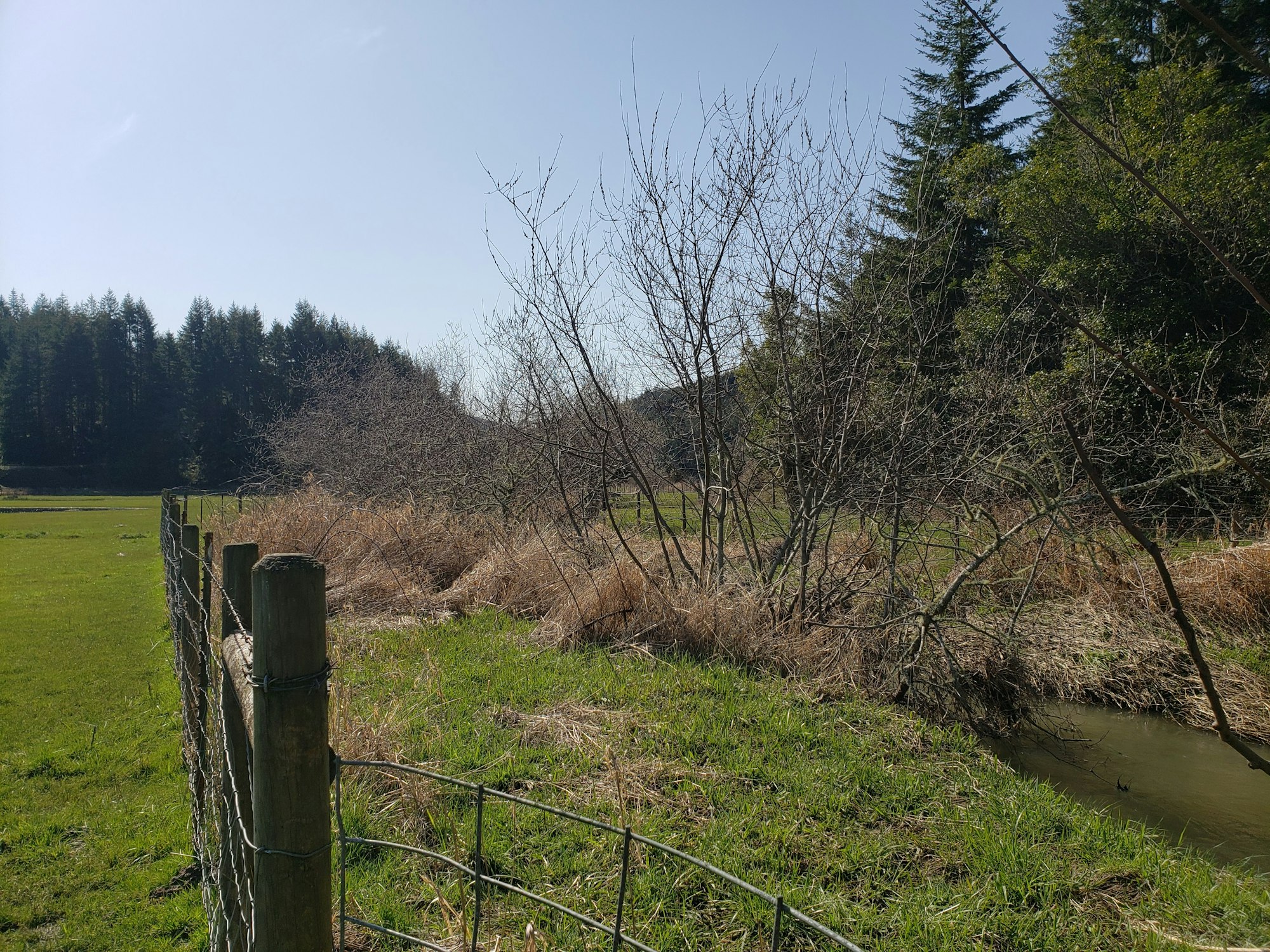 May contain: plant, tree, fir, field, grassland, nature, outdoors, grass, countryside, meadow, and rural
