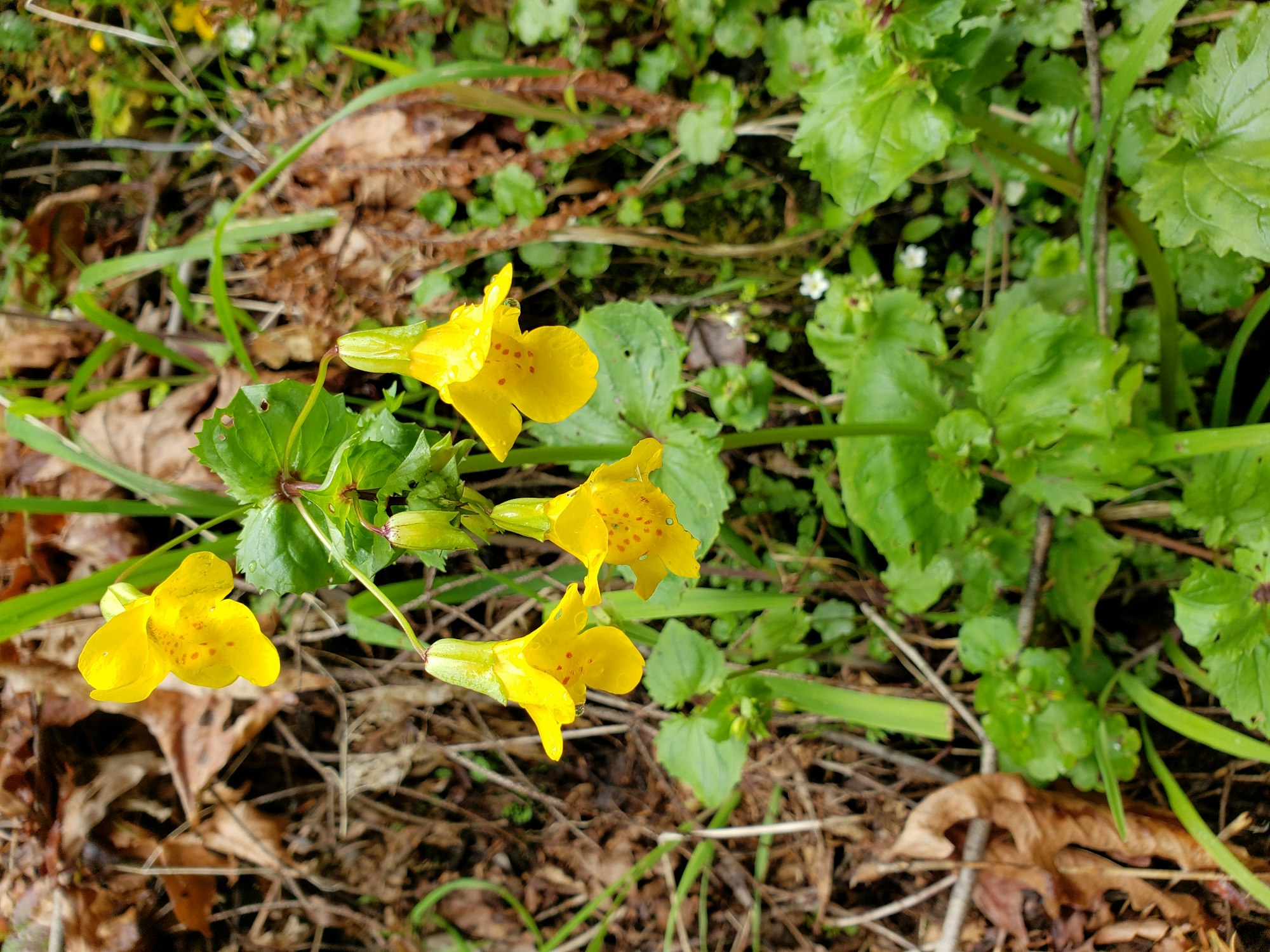 May contain: flower, plant, leaf, and daffodil