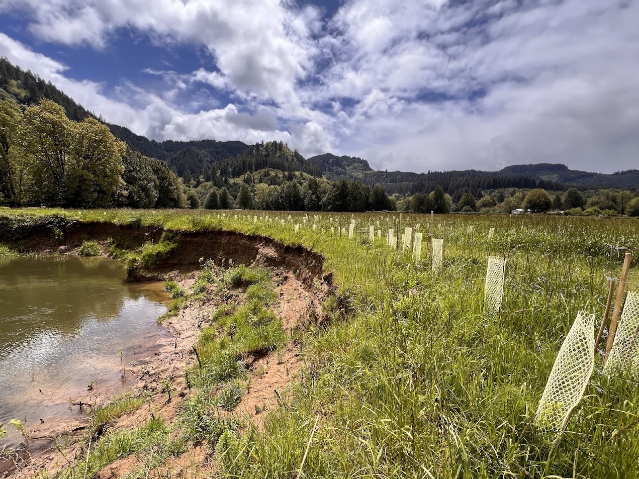 A grassy field with protective covers for young plants, a small body of water, and forested hills in the background under a cloudy sky.