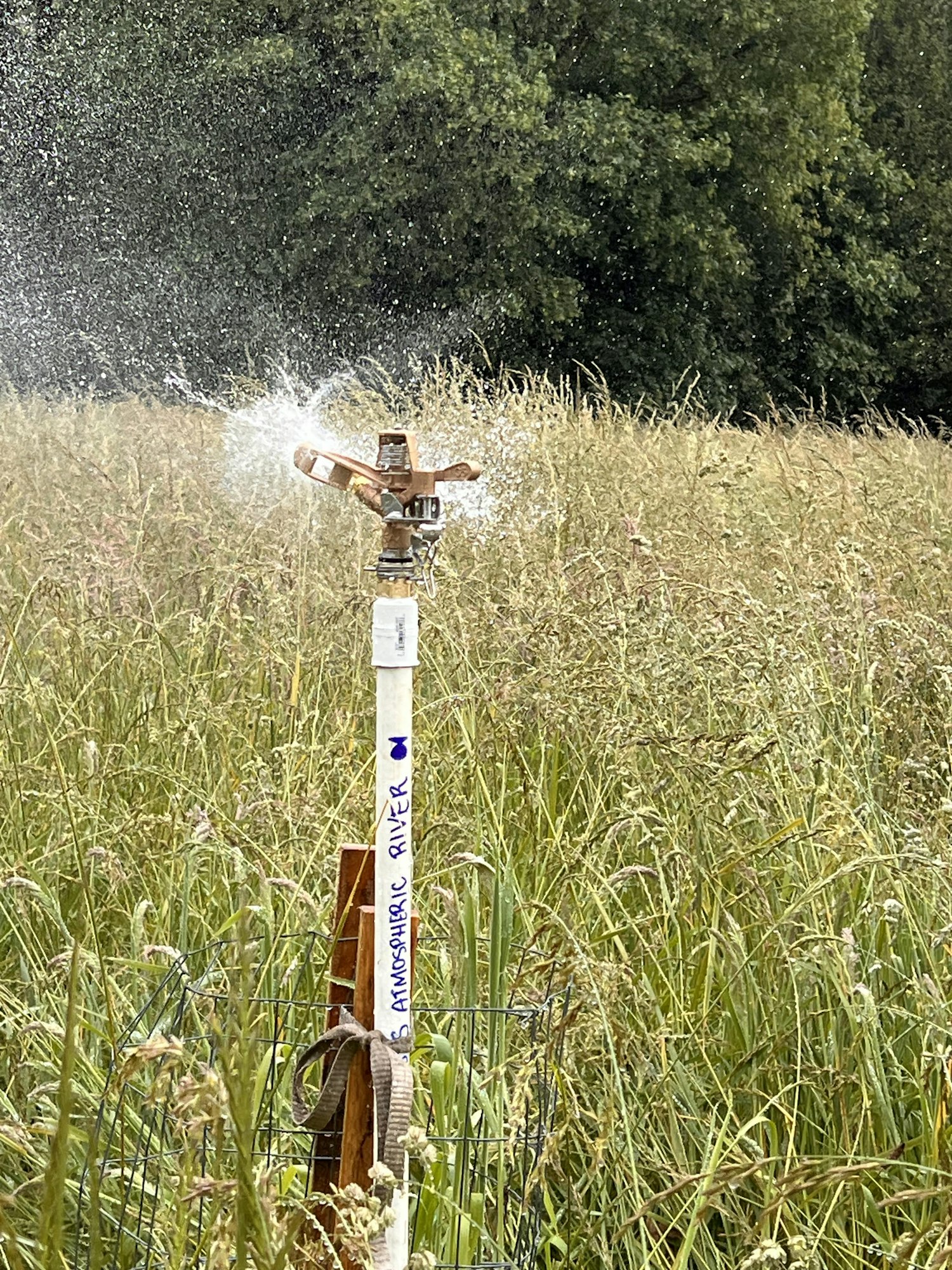 A sprinkler sprays water over tall grass in a green field.