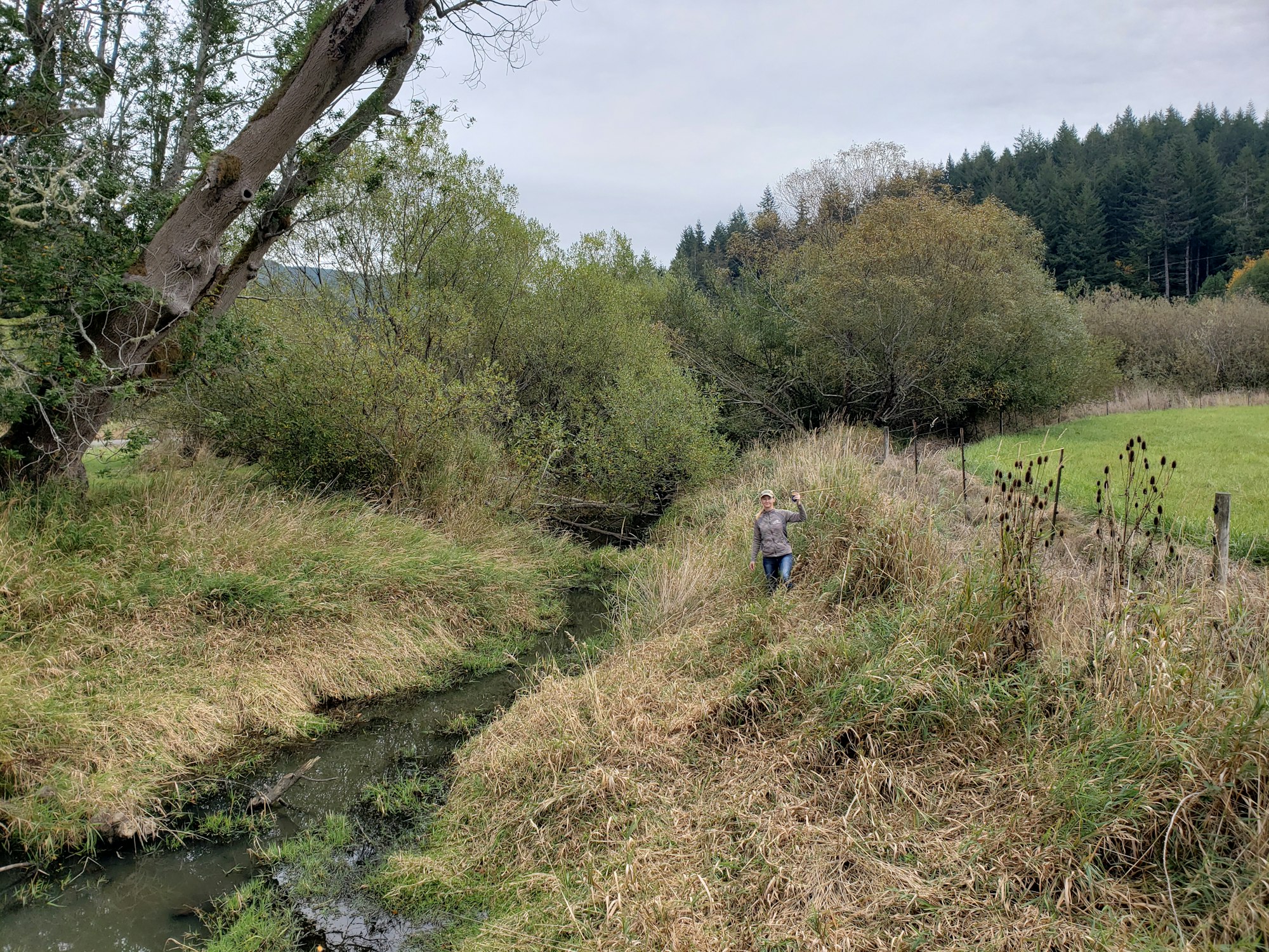 May contain: plant, tree, nature, outdoors, wilderness, land, vegetation, field, grassland, person, fir, ditch, and woodland