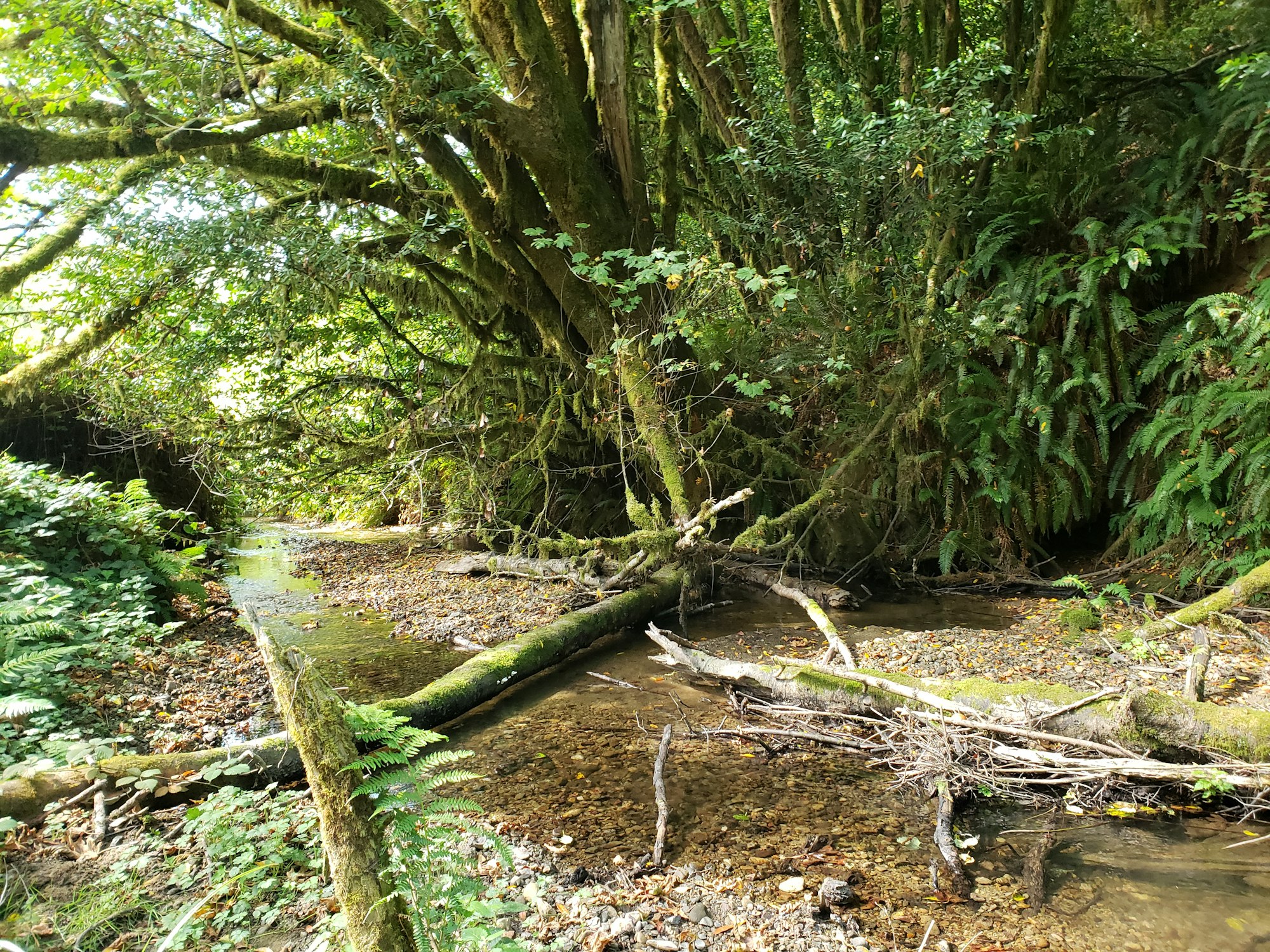 May contain: plant, tree, vegetation, land, nature, outdoors, rainforest, and jungle